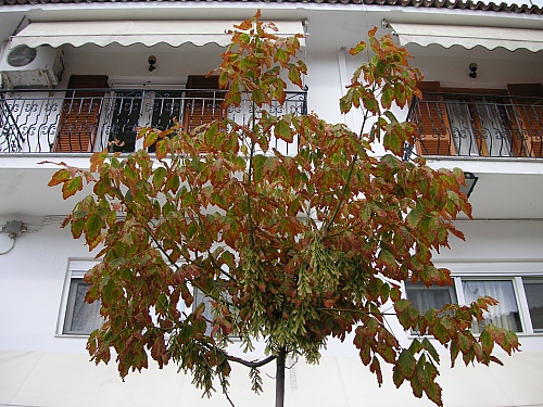 Papadiamantis Street tree shows that it's about fall and end of season