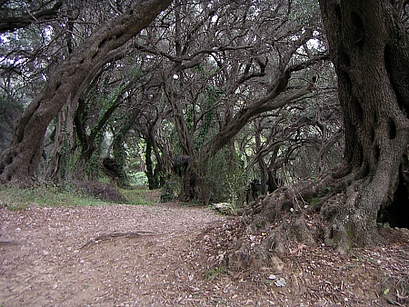 corfu-olive-grove.jpg - 124335 Bytes