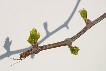 070316-vine-PICT7815.jpg - 47227 Bytes
