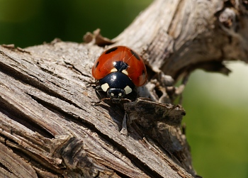 070317-ladybird-PICT7829.jpg - 57576 Bytes