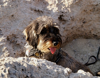 falassarna-rock-holes-witrh-dog-01.jpg - 65215 Bytes