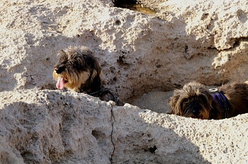 falassarna-rock-holes-witrh-dogs-01.jpg - 64546 Bytes